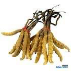 回收西藏青海冬虫夏草13439830111收购同仁堂冬虫夏草